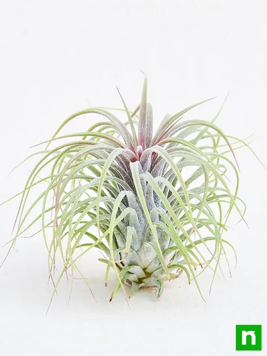 Air Plant, Tillandsia ionantha Guatemala (Large) - Plant