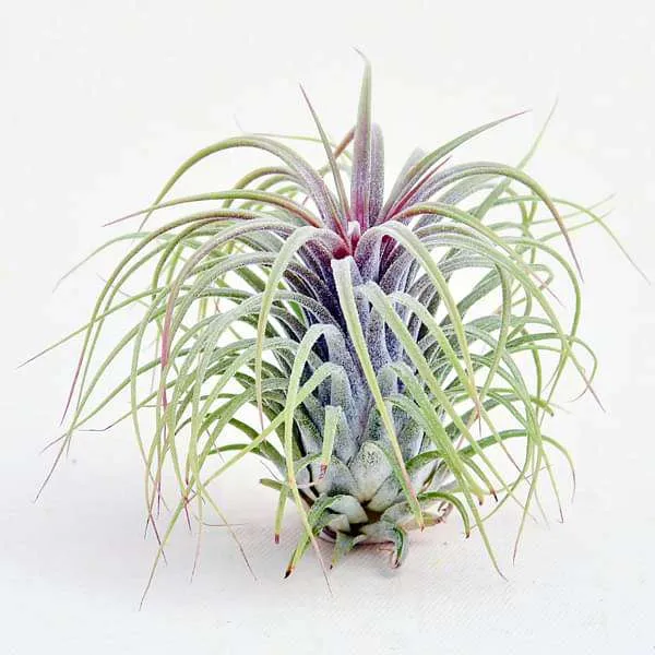 Air Plant, Tillandsia ionantha Guatemala (Large) - Plant