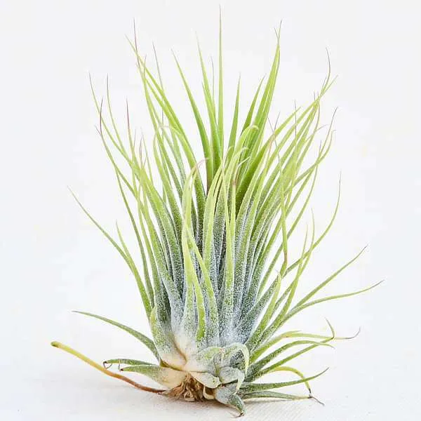 Air Plant, Tillandsia ionantha Guatemala (Medium) - Plant