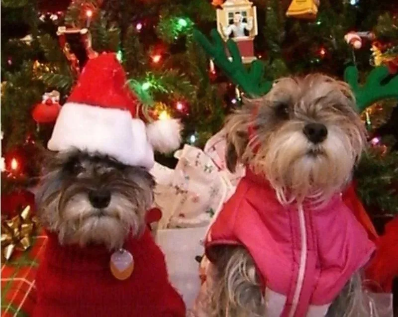 Festive Santa Claus Pet Hat